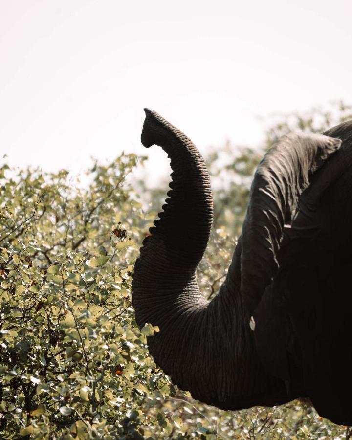Maninghi Lodge Balule Game Reserve Exterior photo