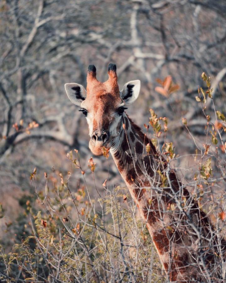 Maninghi Lodge Balule Game Reserve Exterior photo